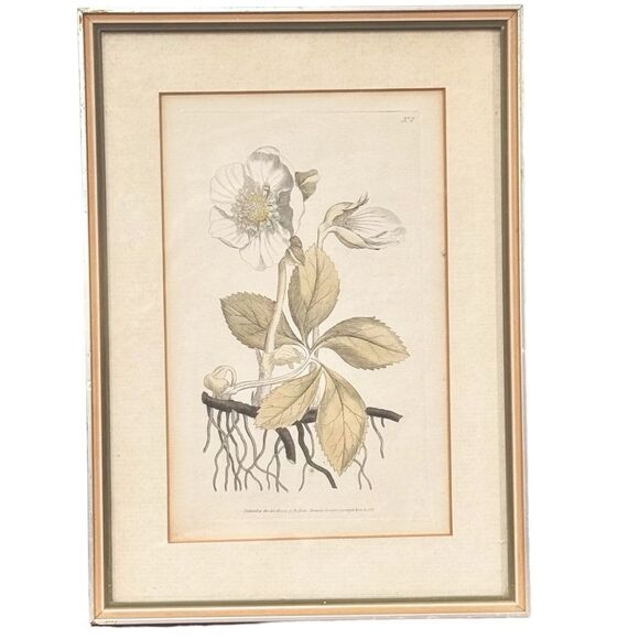 Vintage Decorative Botanical Framed Matted Wall Art Print. Home Decor. - Picture 1 of 8